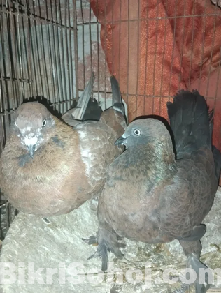 চিলা কবুতর
